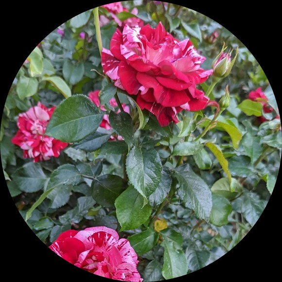 Meet your Posher, Raquel - Picture 1 of 1